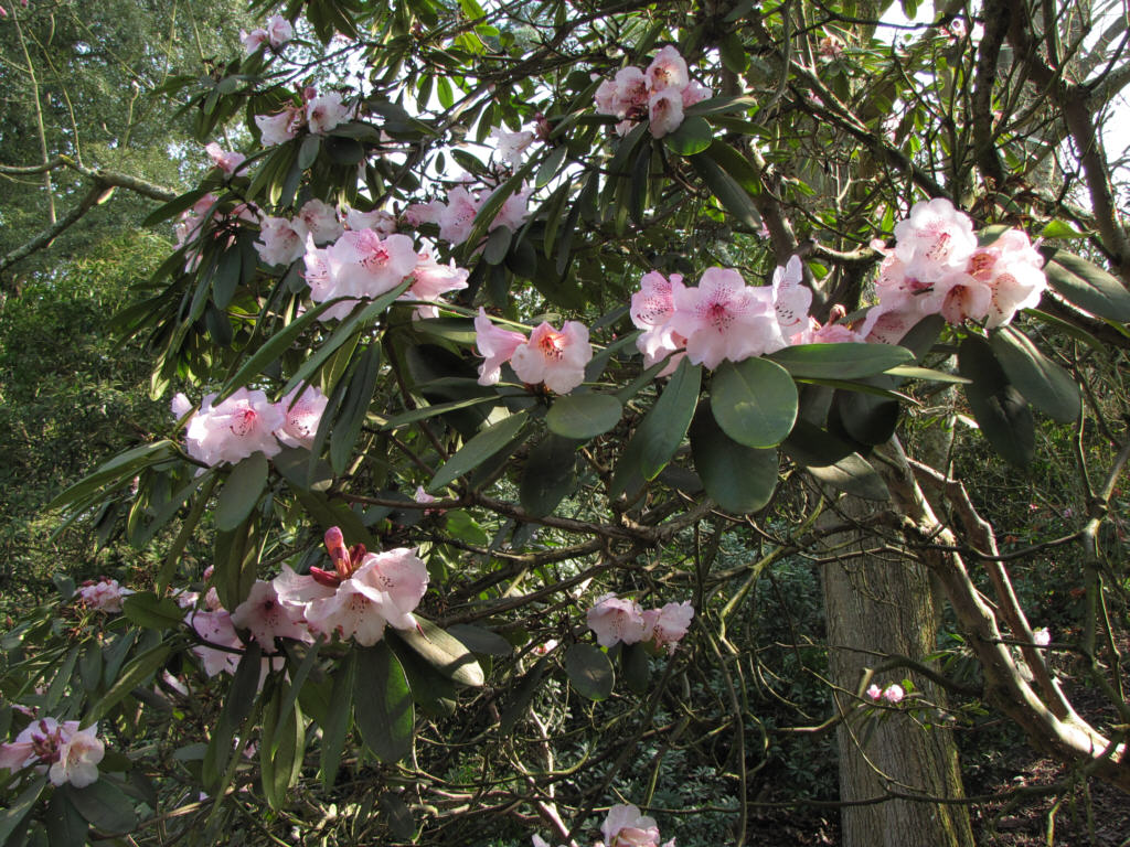 IMG_0226_Rh_05507.jpg -  Rhododendron hylaeum  KW 6833 (ID 05507)