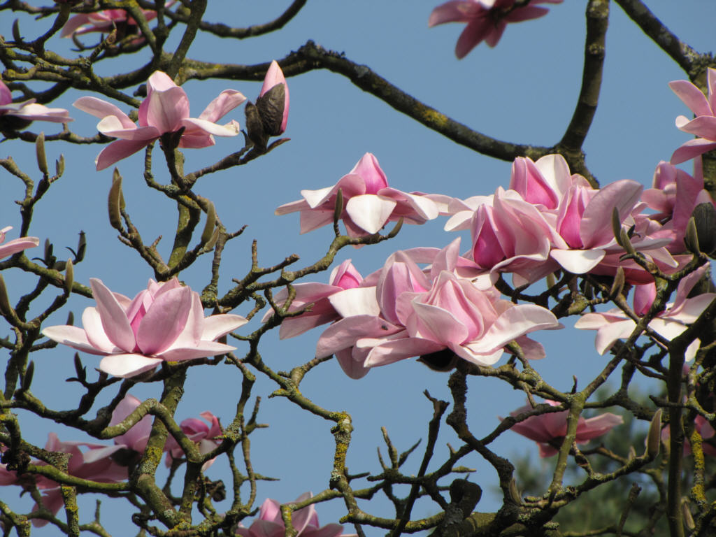 IMG_0236_Magnolia_05506.jpg - Possibly  Magnolia campbellii  ssp.  mollicomata  (ID 05506)