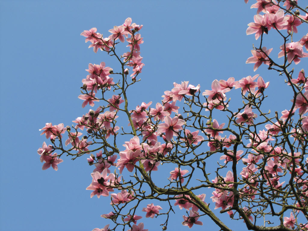 IMG_0238_Magnolia_05506.jpg - Possibly  Magnolia campbellii  ssp.  mollicomata  (ID 05506)