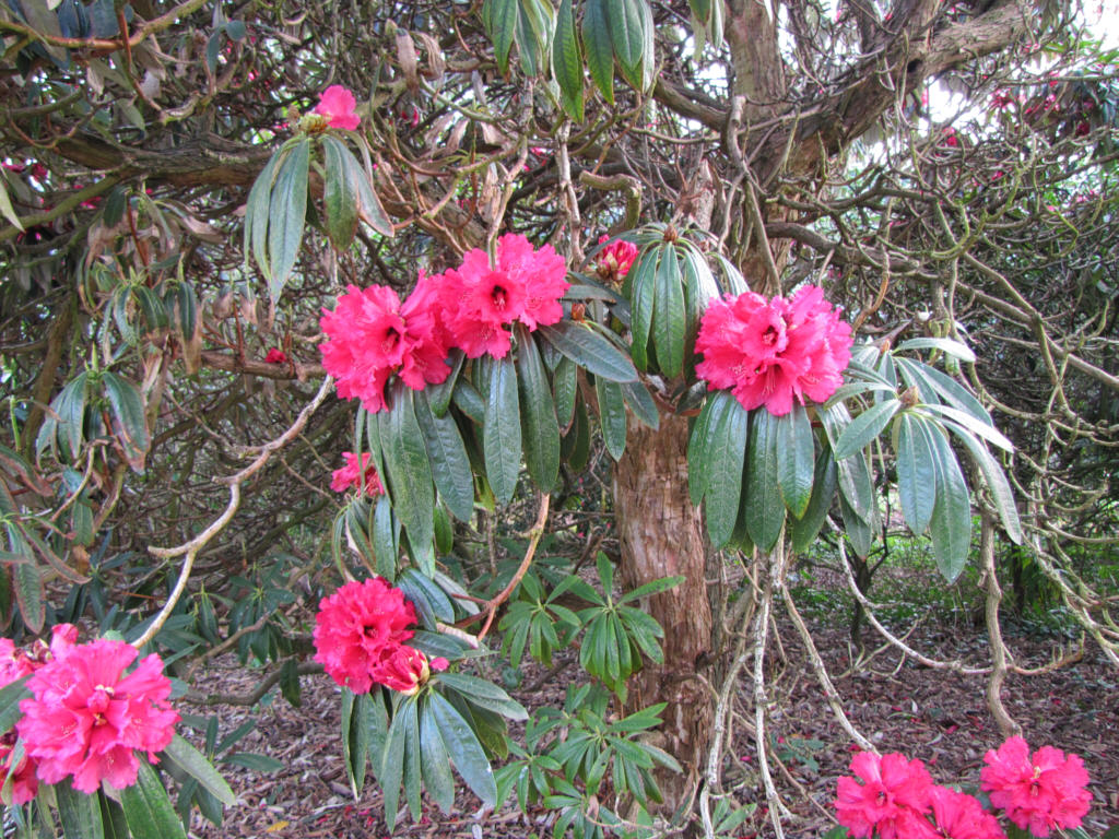 IMG_0244_Rh_arboreum_var_Barchards.jpg -  Rhododendron arboreum  var. barchards