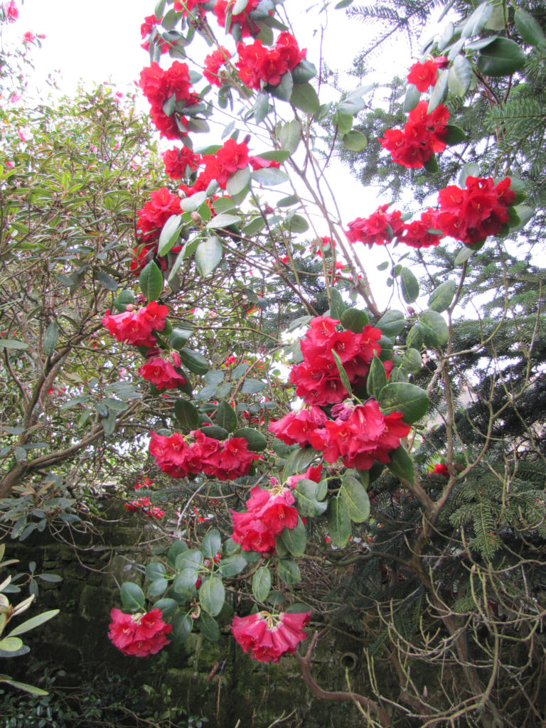IMG_0275_Rh_thomsonii_05366.jpg -  Rhododendron thomsonii  (ID 05366)