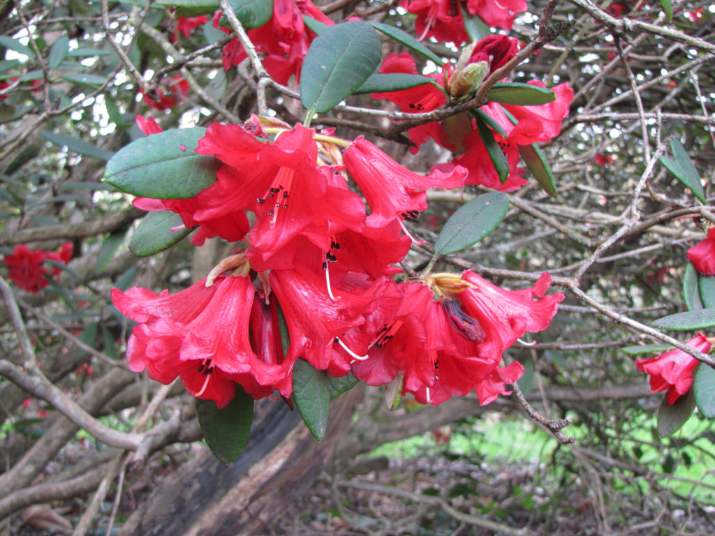 IMG_0282_Rh_05465.jpg -  Rhododendron  unidendrified (ID 05465)