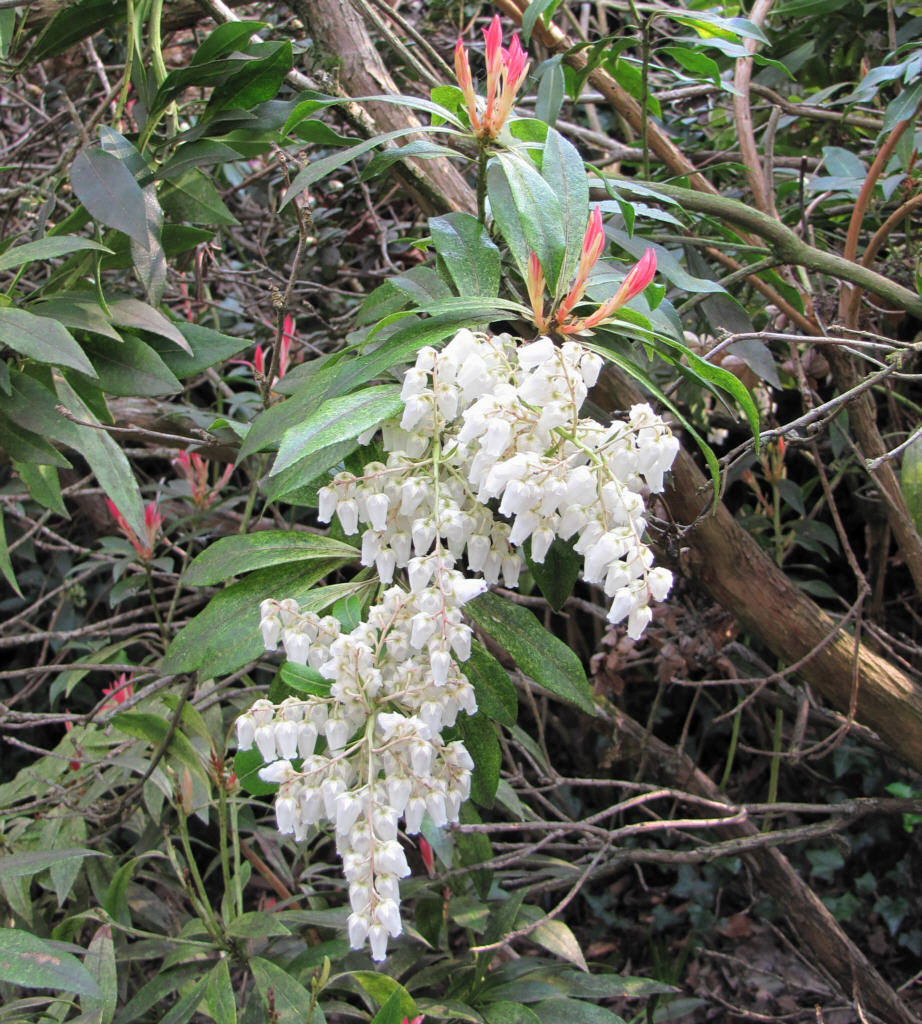 IMG_0283_Pieris_05509.jpg -  Pieris  sp. (ID 05509)