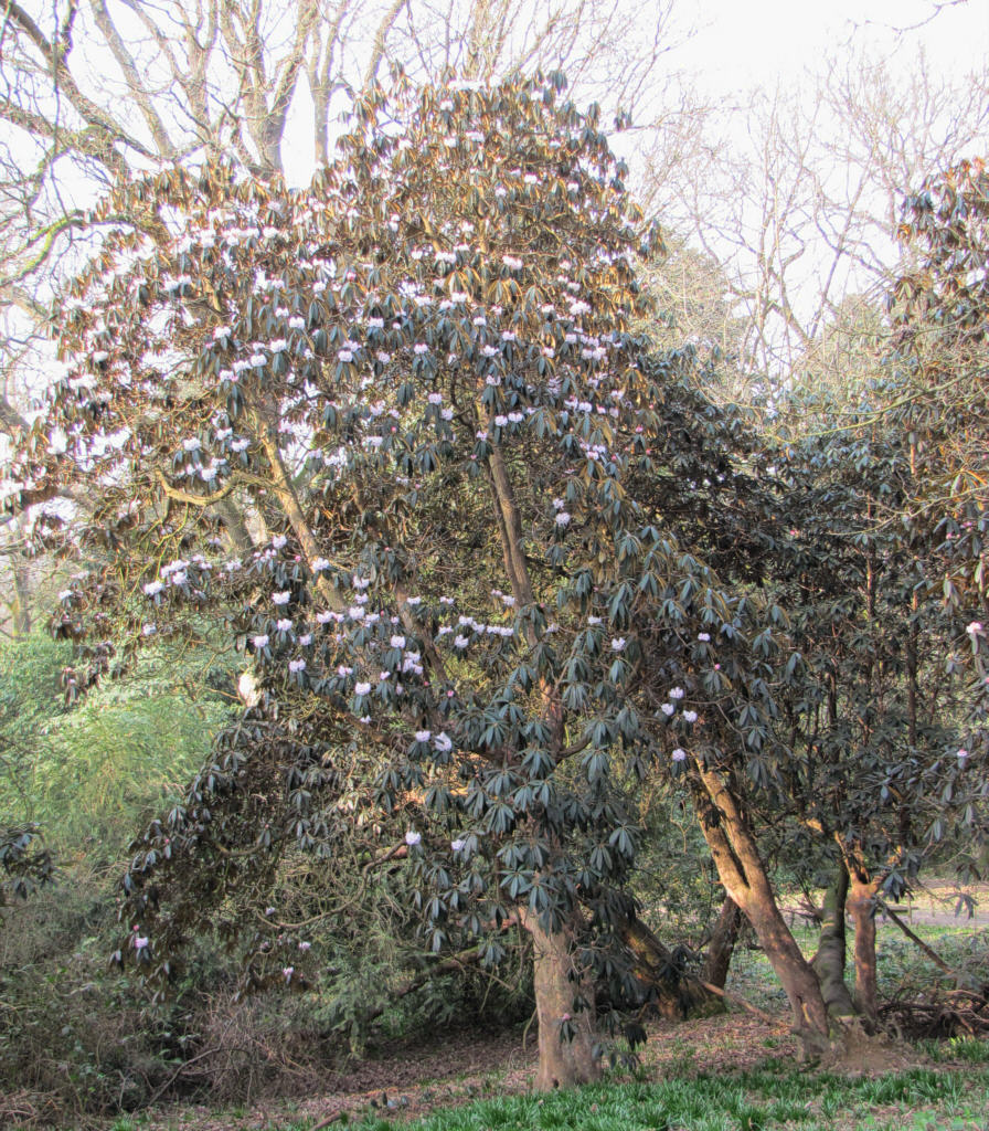 IMG_0305_Rh_03030.jpg -  Rhododendron arboreum  hybrid (ID 03030)