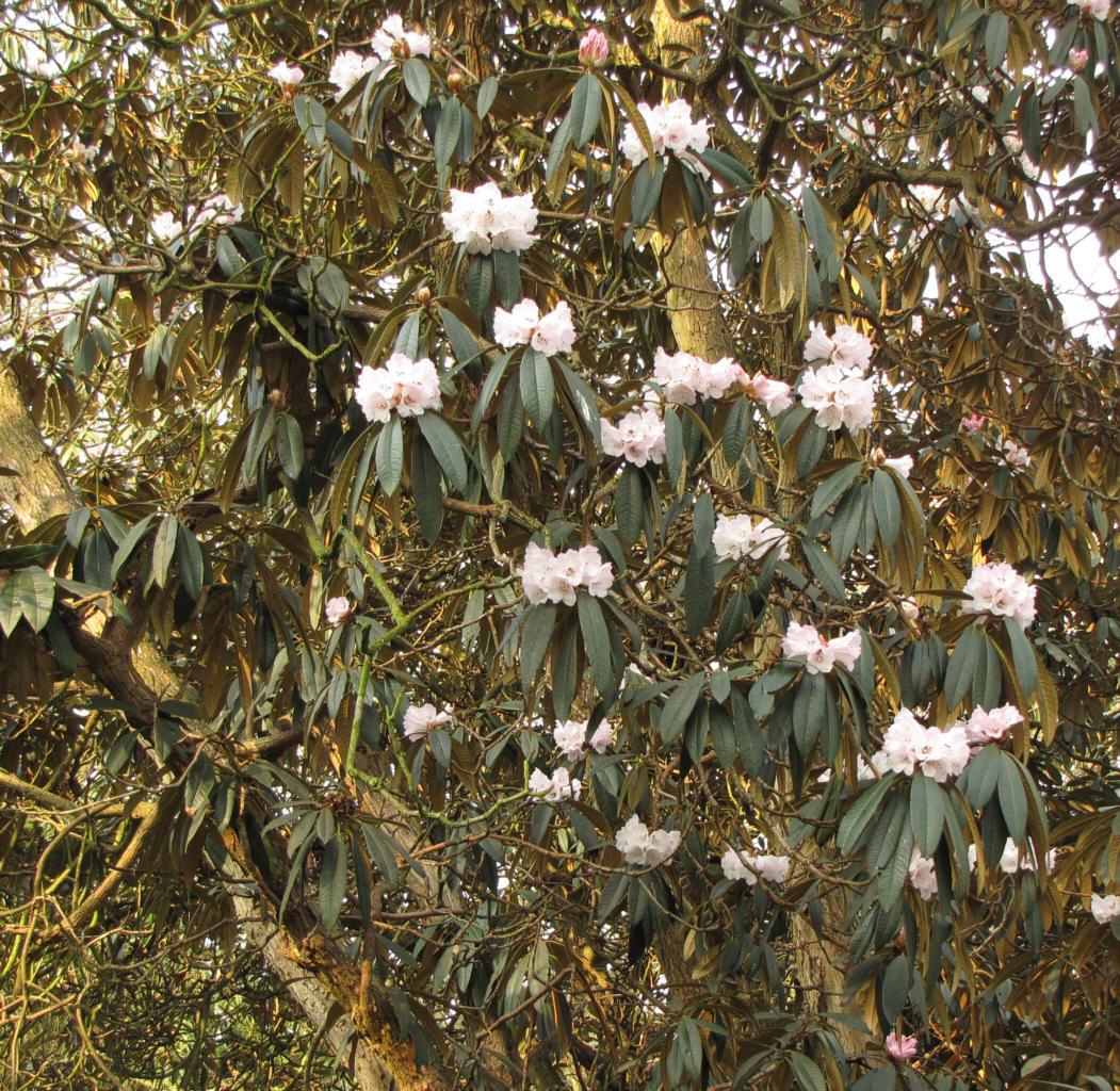 IMG_0306_Rh_03030.jpg -  Rhododendron arboreum  hybrid (ID 03030)