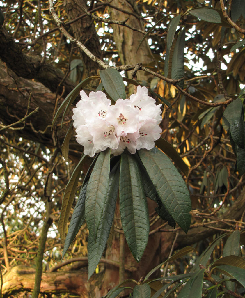 IMG_0307_Rh_03030.jpg -  Rhododendron arboreum  hybrid (ID 03030)