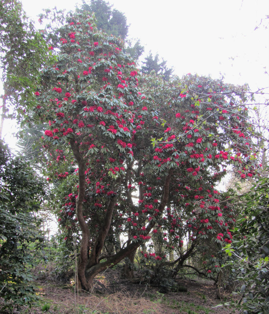 IMG_0315_Rh_unknown_hybrid_from_1905.jpg -  Rhododendron  hybrid from 1905, possibly 'Broughtonii'
