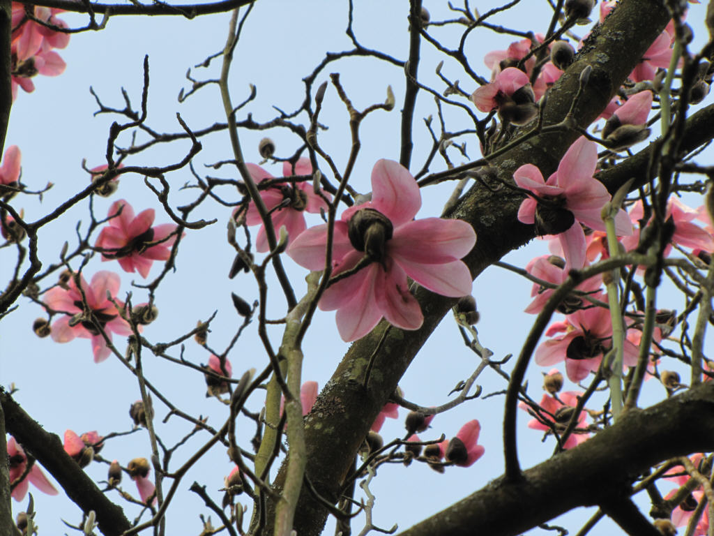 IMG_0320_Magnolia_campbellii.jpg -  Magnolia campbellii 