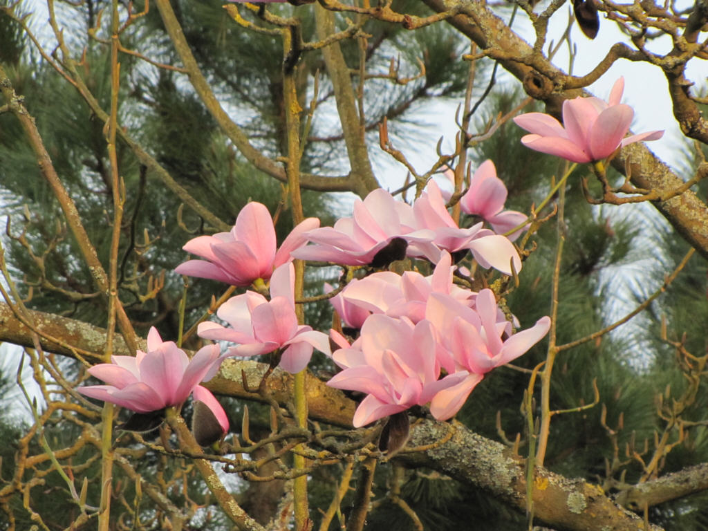 IMG_0383_Magnolia_campbellii.jpg -  Magnolia campbellii 