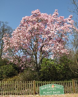 IMG_0143_Borde_Hill_Gardens_Magnolia_campbellii Borde Hill Gardens - Magnolia sprengeri 'Diva' at the gate to the garden