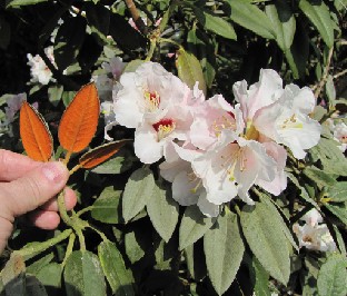 IMG_0151_Rh_from_Taliensia_subsection Rhododendron pachysanthum
