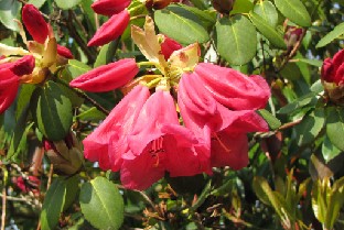 IMG_0202_Rh_williamsianum_hybrid