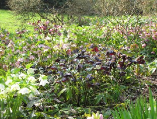 IMG_0223_Helleborus