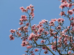 IMG_0238_Magnolia_05506