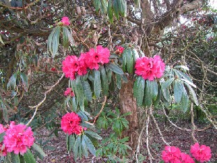 IMG_0244_Rh_arboreum_var_Barchards