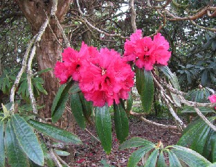 IMG_0245_Rh_arboreum_var_Barchards