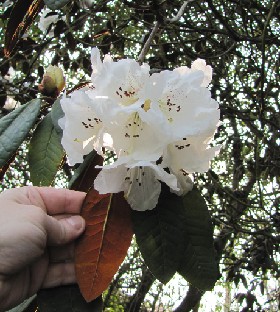 IMG_0249_Rh_06132 Rhododendron , possibly 'Sir Charles Lemon' (ID 06132)