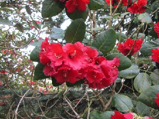IMG_0276_Rh_thomsonii_05366
