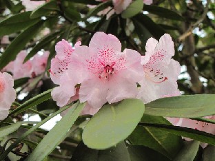 IMG_0289_Rh_05507