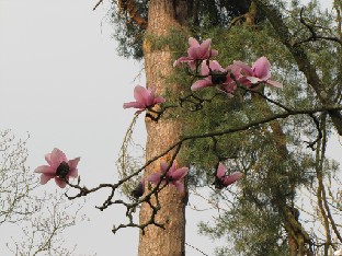 IMG_0292_Magnolia_05506