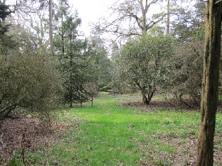 IMG_0294_Borde_Hill_Woodland_Walks