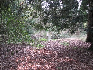 IMG_0295_Borde_Hill_Woodland_Walks