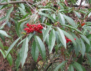 IMG_0304_maybe_Photinia_in_Woodland_Walks
