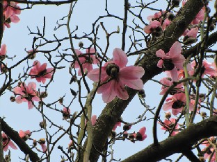 IMG_0320_Magnolia_campbellii