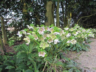 IMG_0336_Helleborus