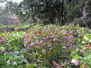 IMG_0337_Helleborus_area
