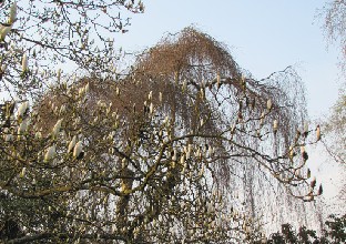 IMG_0344_Magnolia_05295_Betula_pendula_Youngii
