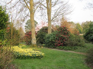 IMG_0354_Rhododendrons