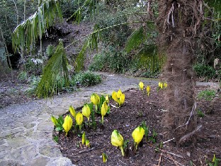 IMG_0365_Lysichiton_americanus