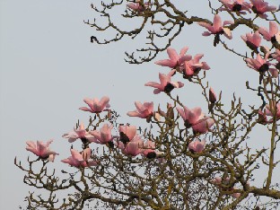 IMG_0384_Magnolia_campbellii