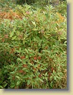 R. canadense seed pods get nice colors in September. The orange ones belong to Osku's Showy. 25-Sep-2005
Kanadanatsaleojen siemenkodat saavat syyskuussa vri. Oranssiset kuuluvat pensaalle Oskun Korea. 25.9.2005