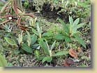 R. bureavii OP plants, ARS 185/02, B. D. Weinz, USA , have shown good hardiness. The dead one is R. calophytum. 18-Jun-2006.
R. bureavii OP taimet, ARS 185/02, B. D. Weinz, USA, ovat osoittaneet hyv kestvyytt. Taustan kuollut on R. calophytum. 18.6.2006.