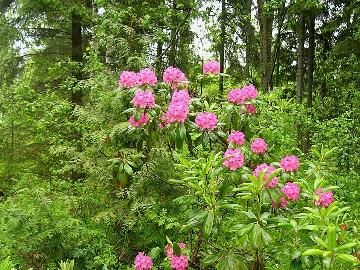 Kuva 1. Rhododendron Jussi DSCN1231 1024px 'Jussi', photo by Marjatta Uosukainen