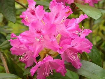 3. MU DSCN_8182 H-095 Rhododendron Unelma_1024pix 'Unelma', photo by Marjatta Uosukainen