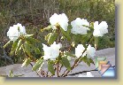 'April Gem' * 
  'April Gem'  
  
    
       
        
          
            Parentage:
              
               	{(minus Carolinianum Group (white form) x mucronulatum 'Cornell Pink') x (dauricum (white form) x dauricum)} X {white selection of dauricum (white form) x dauricum}, H: G.A.L. Mehlquist (1974), REG: G.A.L. Mehlquist (1988).
          
          
            Habit:
             Broadly, upright plant. Height 90 cm in 10 years.
          
          
            Flowers: 
             Slightly fragrant, double, white flowers.
          
          
            Leaves: 
             Deep olive-green leaves.
          
          
            Hardiness: 
            -25°F, -32°C 
          
          
            Comments: 
          I had a plant several years ago but it died because of root problems.
          
      
        
          
                  Perimä:
            {(minus Carolinianum Group (white form) x mucronulatum 'Cornell Pink') x (dauricum (white form) x dauricum)} X {white selection of dauricum (white form) x dauricum}, H: G.A.L. Mehlquist (1974), REG: G.A.L. Mehlquist (1988).
          
          
                  Kasvutapa:
                  Leveä, pystykasvuinen pensas. Korkeus 90 cm 10 vuodessa.
          
          
            Kukat: 
            Hivenen tuoksuvat, kerrotut valkoiset kukat. 
          
          
            Lehdet: 
            Syvän oliivinvihreät lehdet. 
          
          
            Kestävyys: 
            -32°C
          
          
            Kommentit: 
          Minulla oli taimi useita vuosia sitten, mutta se kuoli juuristo-ongelmiin. 
          
      
  
  
 * (5 Slides)