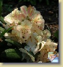 'Haaga' x 'B�hmen' (HaagB�hm-01) * 
  'Haaga' x 'B&ouml;hmen' 
    (HaagB&ouml;hm-01)  
  
    
       
        
          
            Parentage:
              
             {brachycarpum  ssp. tigerstedtii  x (catawbiense  hybrid 'Atrosanguineum' x arboreum  hybrid 'Doncaster') 'Dr. H. C. Dresselhuys'} 'Haaga' x  dichroanthum hybrid 'B&ouml;hmen'. 
              H: Kristian Theqvist (2004), G: Vesa Muurinen (2005).  
          
          
            Habit:
             Too young to tell.
          
          
            Flowers: 
            Light orange yellow flowers with strong red brown spotting and pink stripes on petals.
          
          
            Leaves: 
            Dark green.
          
          
            Hardiness: 
            ? The plant grows now in zone 5.
          
          
            Comments: 
          The flower color resembles hybrid 'Viscy'.
          
              
      
        
          
                  Perim&auml;:
            {brachycarpum  ssp. tigerstedtii  x (catawbiense  hybrid 'Atrosanguineum' x arboreum  hybrid 'Doncaster') 'Dr. H. C. Dresselhuys'} 'Haaga' x dichroanthum hybrid 'B&ouml;hmen'. 
H: Kristian Theqvist (2004), G: Vesa Muurinen (2005). 
          
          
                  Kasvutapa:
                   Liian nuori arvioitavaksi.
          
          
            Kukat: 
            Vaaleat oranssinkeltaiset kukat, voimakas punaruskea pilkutus ja vaaleanpunaiset raidat.
          
          
            Lehdet: 
            Tummanvihre&auml;t.
          
          
            Kest&auml;vyys: 
            ? Pensas kasvaa nyt vy&ouml;hykkeell&auml; 1b.
          
          
            Kommentit: 
          Kukan v&auml;ritys muistuttaa tunnetun 'Viscy' lajikkeen kukkaa.
          
              
    
  
  
 * (3 Slides)
