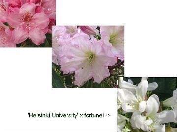 'Helsinki University' x fortunei cross gave an unexpected result.
'Helsinki University' x fortunei risteytyksest� tuli odottamaton tulos.