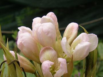 'Helsinki University' x fortunei flower buds are opening.
'Helsinki University' x fortunei taimen kukkanuput ovat avautumassa.