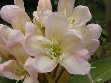 'Helsinki University' x fortunei, first sight of the opened flower.
'Helsinki University' x fortunei, ensimm�inen n�kym� avautuneesta kukasta.