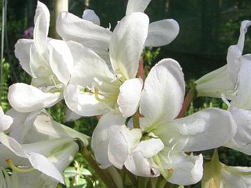 'Helsinki University' x fortunei, strange looking petals.
'Helsinki University' x fortunei taimen kukkien ter�lehdet ovat erikoisen n�k�iset.
