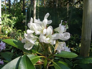'Helsinki University' x fortunei, fully opened flowers have changed to pure white.
'Helsinki University' x fortunei taimen t�ysin avautuneet kukat ovat muuttuneet valkoisiksi.