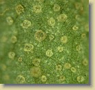 Microscopic picture of glands and scales on the leaf underside of tomentosum x 'Flmingperle', code name tomFla-09. The hairs typical to R. tomentosum are missing.