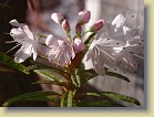 R. tomentosum x 'Flmingperle', code name tomFla-M01. Flowers open light pink.
Picture by Jaakko Saarinen