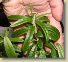 R. tomentosum x diversipilosum, code name tomdiv-05. Large wide leaves as on  R. diversipilosum.