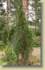 5-metrinen kataja mntyyn kietoutuneena
A 5 meter juniper leaning on a pine