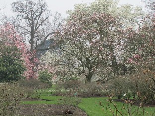 IMG_0431_Magnolias